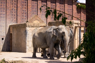 Elefant2