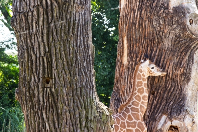 Giraffe-Baby-versteckt