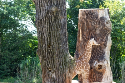 Giraffe-Baby-versteckt2