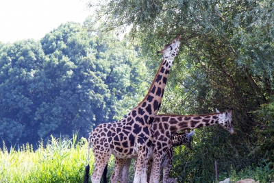 Giraffe-fressend